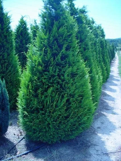 Gele Haagconifeer (Chamaecyparis Lawsoniana 'Ivonne') - Afbeelding 6
