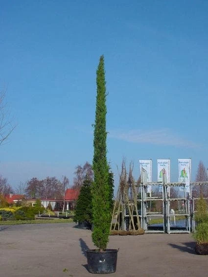 Italiaanse Cypres (Cupressus Sempervirens 'Stricta') - Afbeelding 3