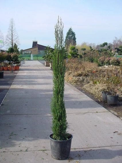 Italiaanse Cypres (Cupressus Sempervirens 'Stricta') - Afbeelding 5