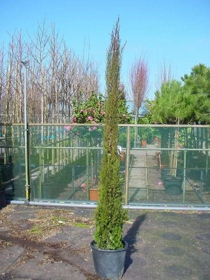 Italiaanse Cypres (Cupressus Sempervirens 'Stricta') - Afbeelding 2