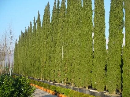 Italiaanse Cypres (Cupressus Sempervirens 'Stricta') - Afbeelding 6