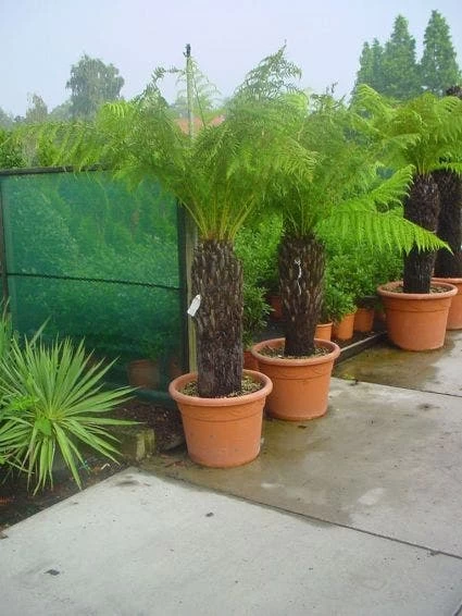 Grote Boomvaren (Dicksonia Antarctica) - Afbeelding 2