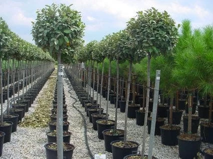 Olijfwilg Als Boom (Elaeagnus Pungens 'Maculata') - Afbeelding 4