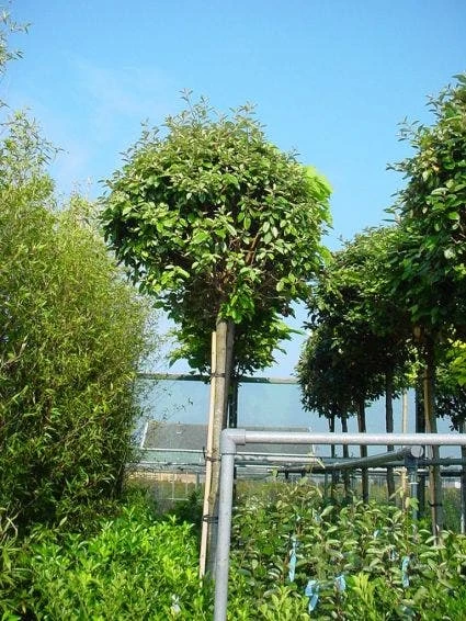 Olijfwilg Als Boom (Elaeagnus Pungens 'Maculata') - Afbeelding 2