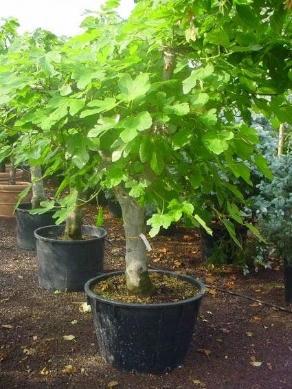 Vijg Als Solitair (Ficus Carica) - Afbeelding 3