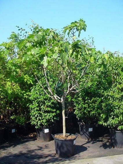 Vijg Op Stam (Ficus Carica) - Afbeelding 4