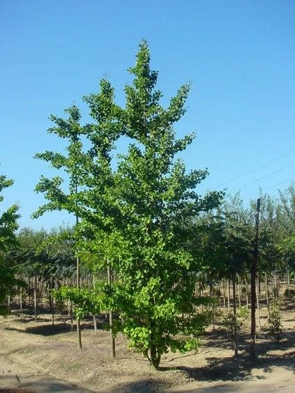 Japanse Notenboom (Ginkgo Biloba) - Afbeelding 6