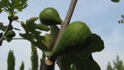 Vijg Op Stam (Ficus Carica) - Afbeelding 3