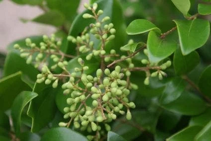 Liguster Op Stam (Ligustrum Japonicum 'Texanum') - Afbeelding 3