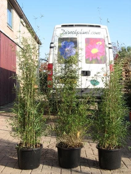 Niet Woekerende Bamboe (Fargesia 'Jiuzhaigou') - Afbeelding 6