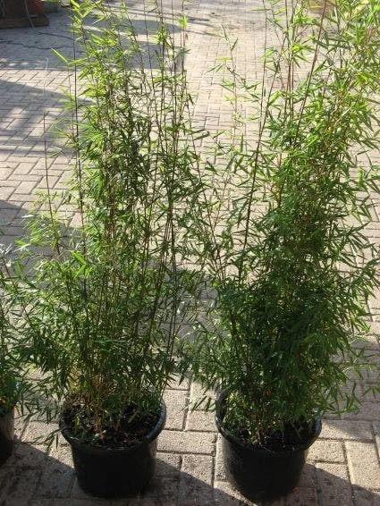 Niet Woekerende Bamboe (Fargesia 'Jiuzhaigou') - Afbeelding 12