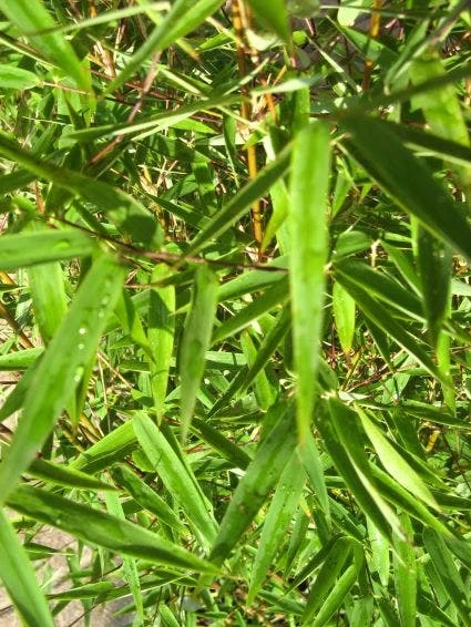 Niet Woekerende Bamboe (Fargesia 'Jiuzhaigou') - Afbeelding 4