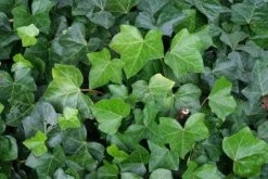 Klimop Als Prieel (Hedera Hibernica)