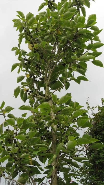 Papiermoerbei (Broussonetia Papyrifera) - Afbeelding 3