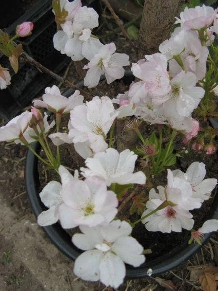 Japanse Sierkers Als Zuilboom (Prunus Serrulata 'Amanogawa') - Afbeelding 4