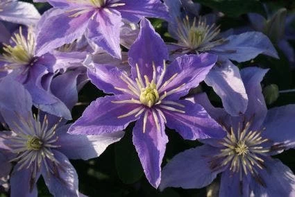 Bosrank (Clematis 'Justa') - Afbeelding 6