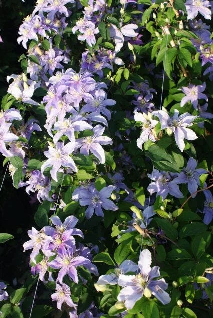 Bosrank (Clematis 'Justa') - Afbeelding 3