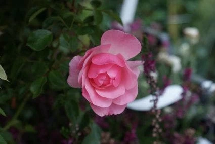 Trosroos (Rosa 'Bonica 82') - Afbeelding 3