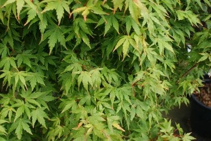 Japanse Esdoorn (Acer Palmatum 'Sangokaku') - Afbeelding 7