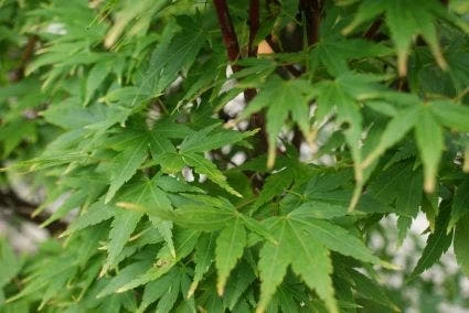 Japanse Esdoorn (Acer Palmatum 'Sangokaku') - Afbeelding 8