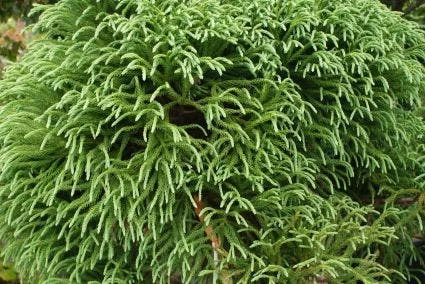 Sikkelden Op Stam (Cryptomeria Japonica 'Globosa Nana') - Afbeelding 2