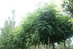 Bolacacia (Robinia Pseudoacacia 'Umbraculifera')