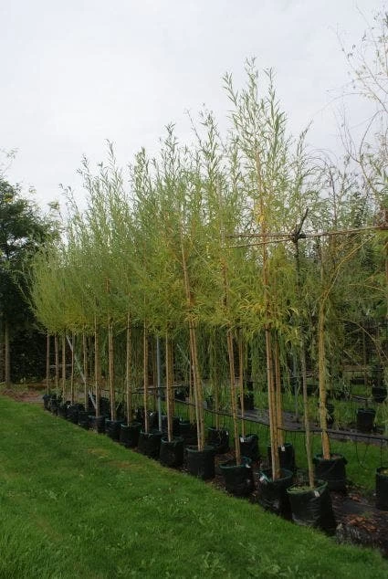 Knotwilg (Salix Alba) - Afbeelding 5