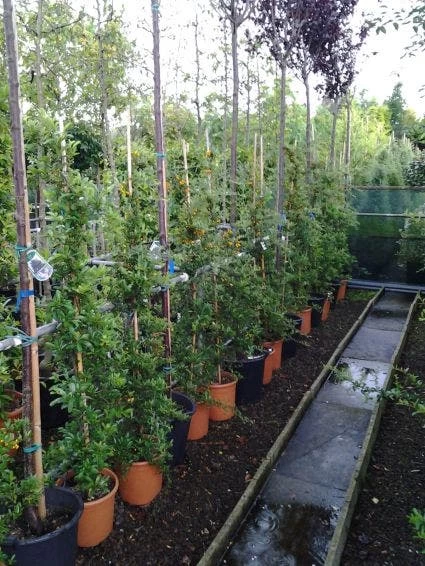 Vuurdoorn (Pyracantha 'Soleil D'Or') - Afbeelding 3