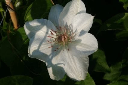 Bosrank (Clematis 'Mrs George Jackman') - Afbeelding 3