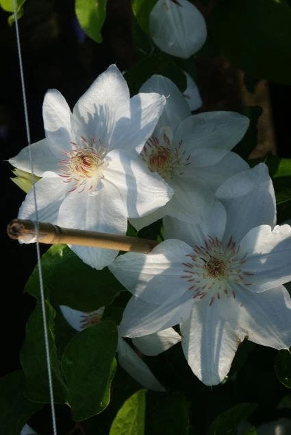 Bosrank (Clematis 'Mrs George Jackman') - Afbeelding 2