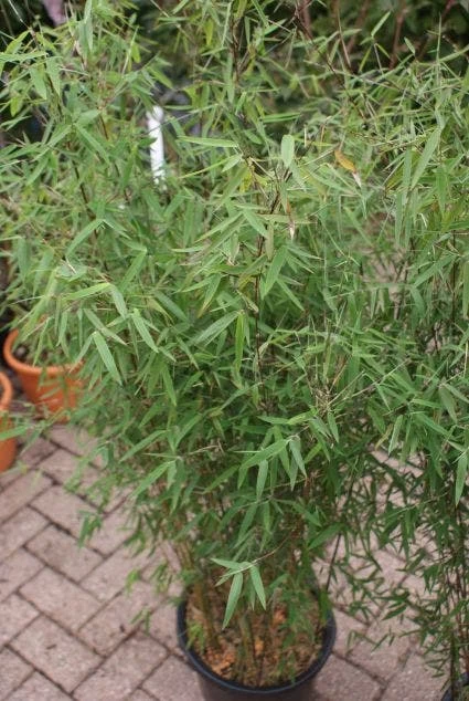 Niet Woekerende Bamboe (Fargesia 'Jiuzhaigou') - Afbeelding 11