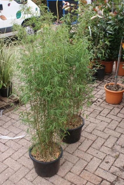 Niet Woekerende Bamboe (Fargesia 'Jiuzhaigou') - Afbeelding 13