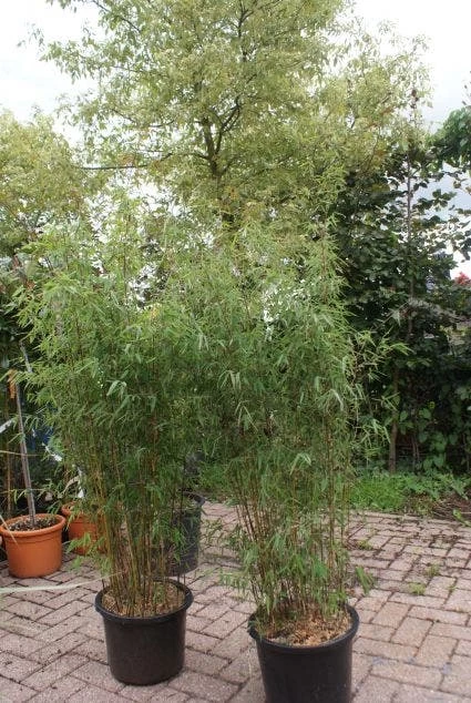 Niet Woekerende Bamboe (Fargesia 'Jiuzhaigou') - Afbeelding 14