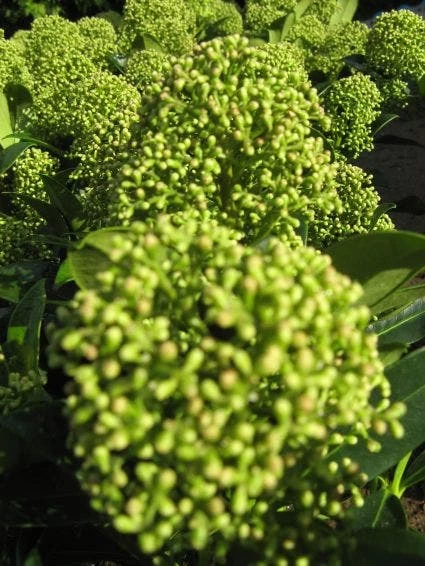Skimmia (Skimmia Japonica 'Fragrant Cloud') - Afbeelding 2