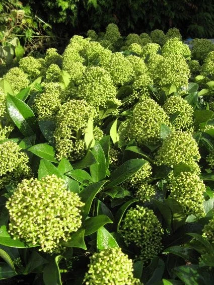 Skimmia (Skimmia Japonica 'Fragrant Cloud') - Afbeelding 3