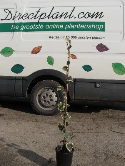 Kaukasische Klimop (Hedera Colchica 'Dentata Variegata') - Afbeelding 2