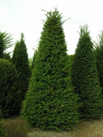 Taxus Als Pyramide (Taxus Baccata) - Afbeelding 2