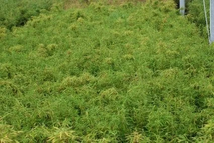 Niet Woekerende Bamboe (Fargesia Murieliae 'Simba') - Afbeelding 5