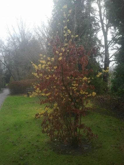 Toverhazelaar (Hamamelis Intermedia 'Arnold Promise') - Afbeelding 8