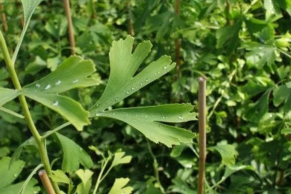 Japanse Notenboom (Ginkgo Biloba) - Afbeelding 4