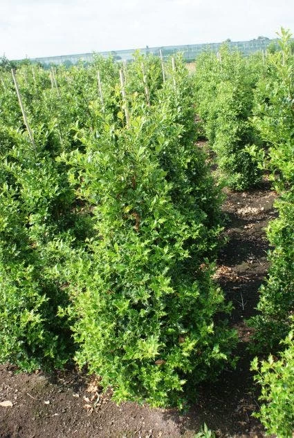 Hulst (Ilex Aquifolium 'Silver Queen') - Afbeelding 3