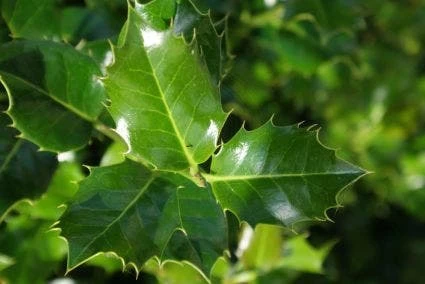 Gewone Hulst (Ilex Aquifolium) - Afbeelding 3