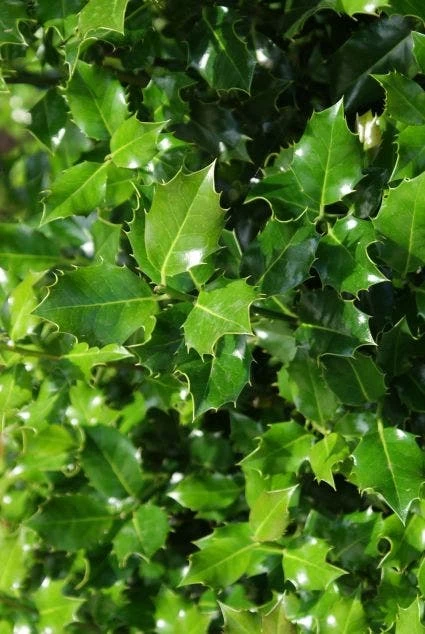 Gewone Hulst (Ilex Aquifolium) - Afbeelding 2