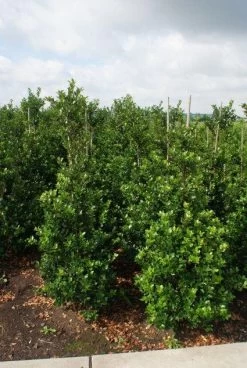 Gewone Hulst (Ilex Aquifolium)