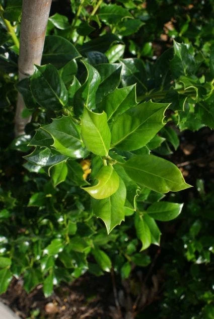 Hulst (Ilex Aquifolium J.C. Van Tol) - Afbeelding 4