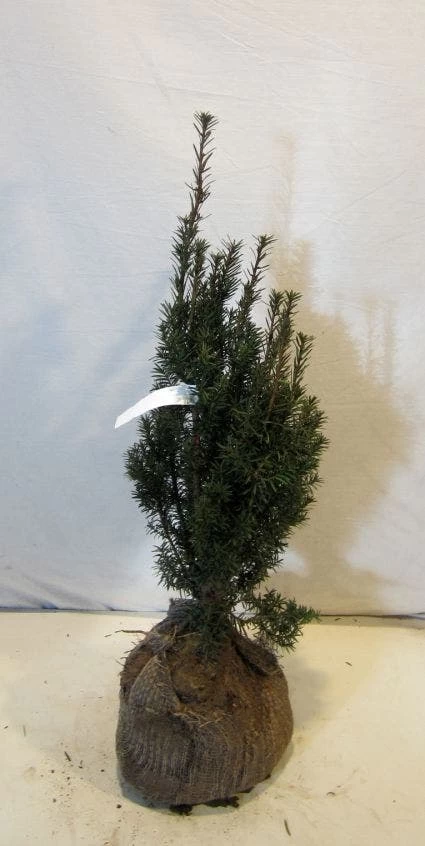 Taxus (Taxus Media 'Hicksii') - Afbeelding 7