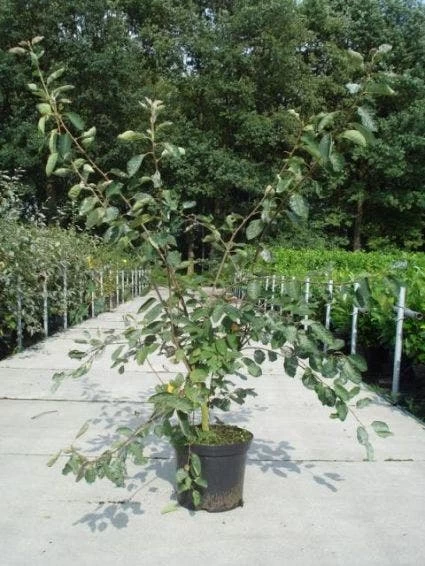 Krentenboom Als Struik (Amelanchier Lamarckii) - Afbeelding 4