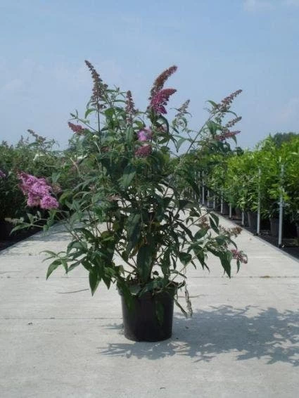 Vlinderstruik (Buddleja Davidii 'Black Knight') - Afbeelding 8