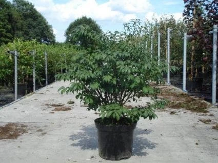 Kardinaalshoed (Euonymus Alatus 'Compactus') - Afbeelding 10