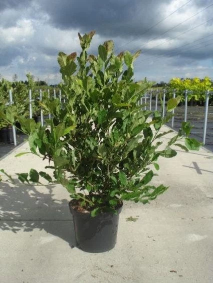 Stermagnolia (Magnolia Stellata) - Afbeelding 7